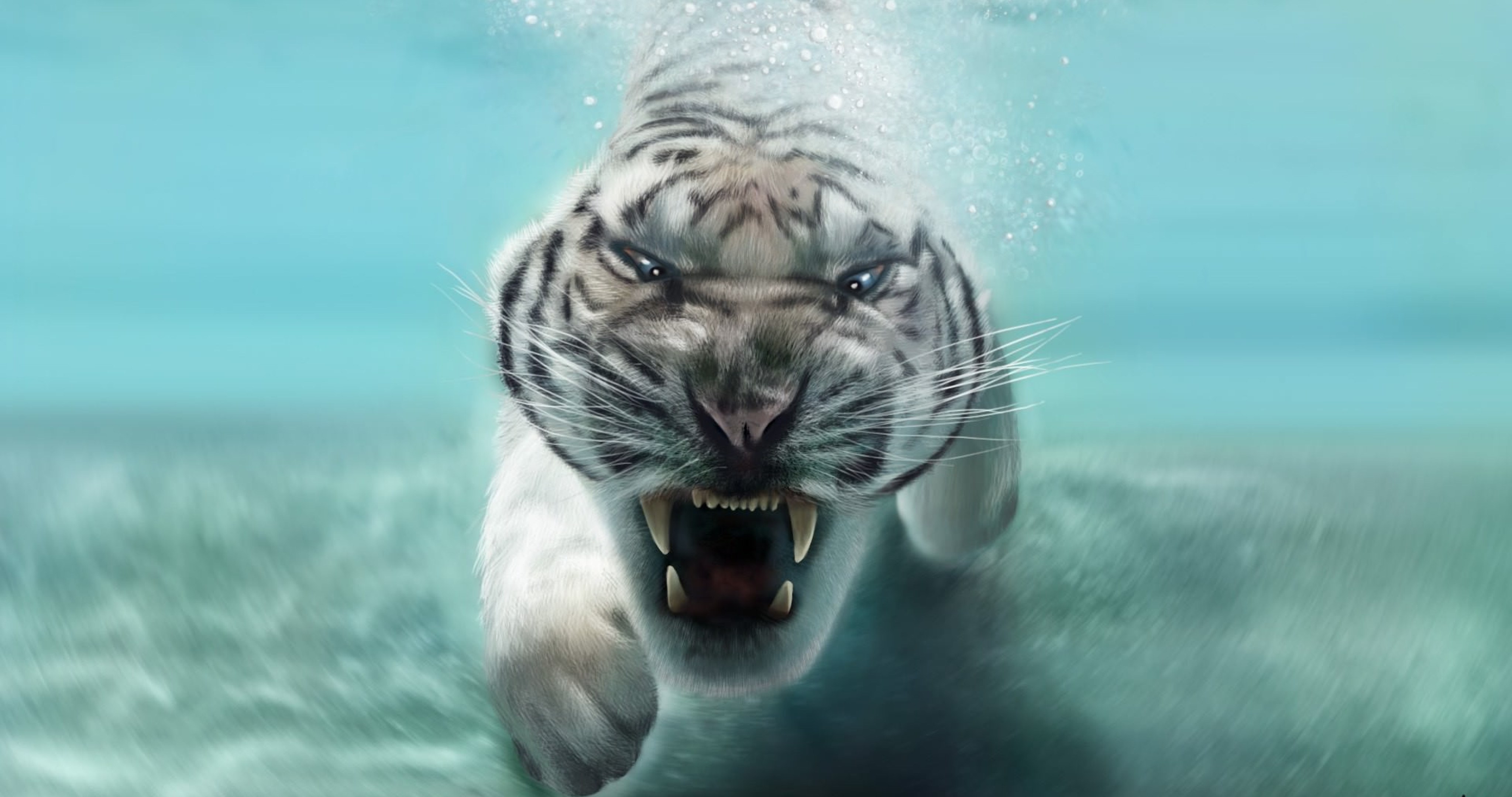 White Tiger In Water 4k Ultra HD Wallpaper High Quality Walls