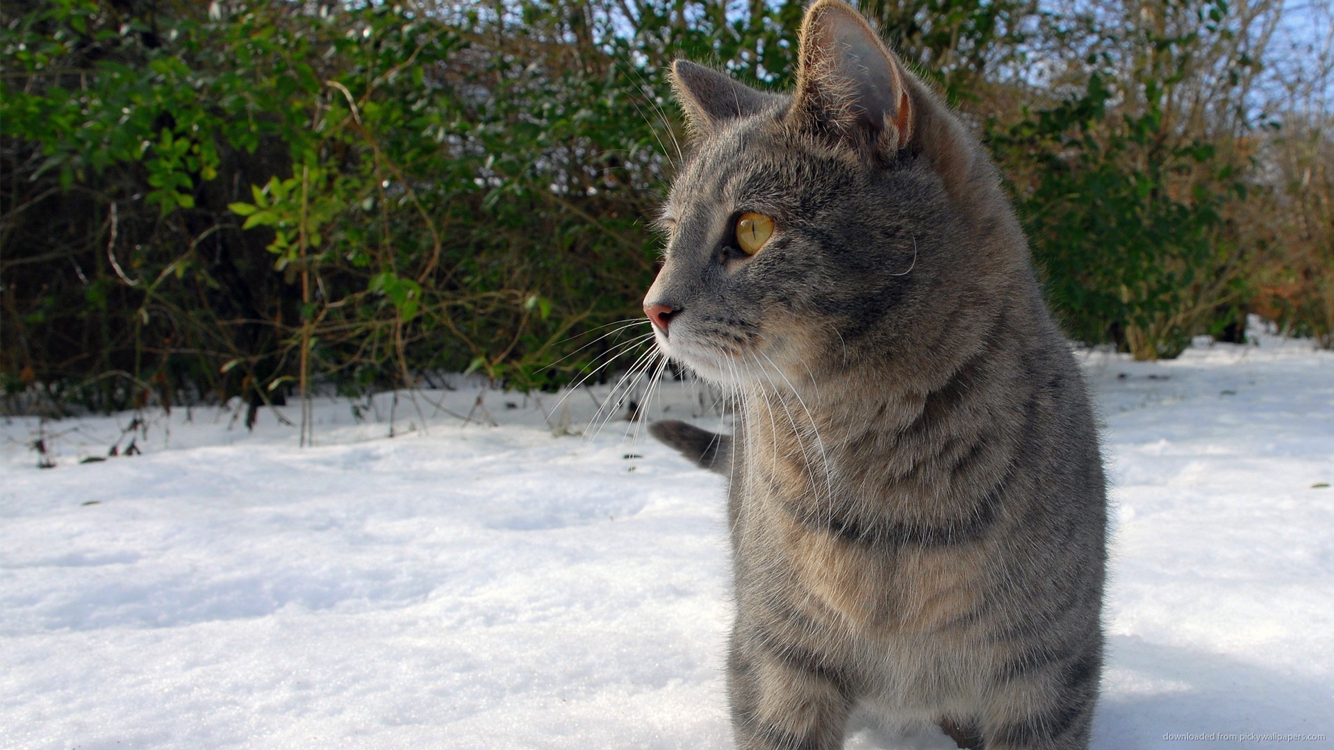 Download 1920x1080 Determined Cat In The Snow Wallpaper