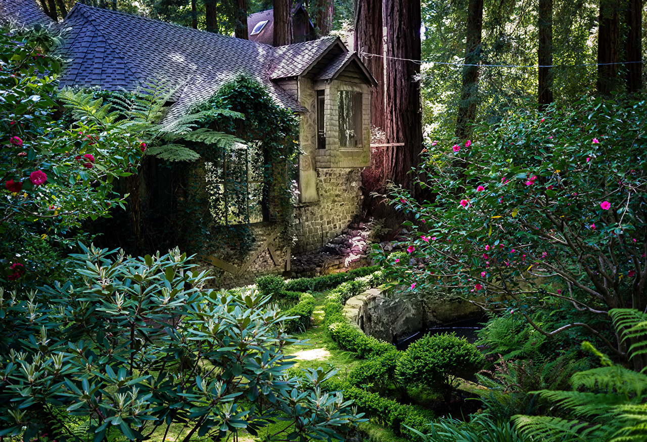 Wallpapers California USA Redwood National Park Nature Parks Trunk