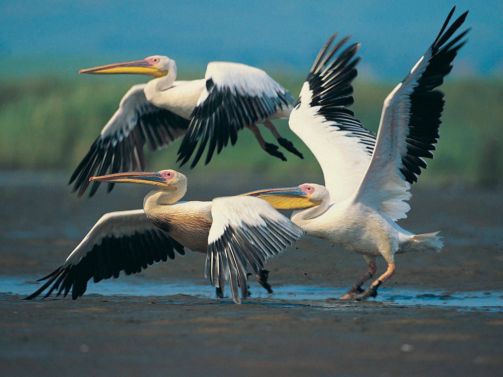 Wallpaper Pictures Amazing Wild Life Photography Birds Desktop