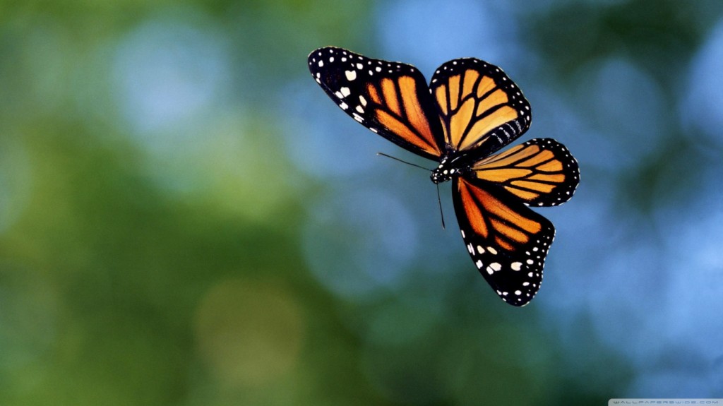 Flying Butterflies Pin Butterfly Screensaver Gallery 246907 1024x575