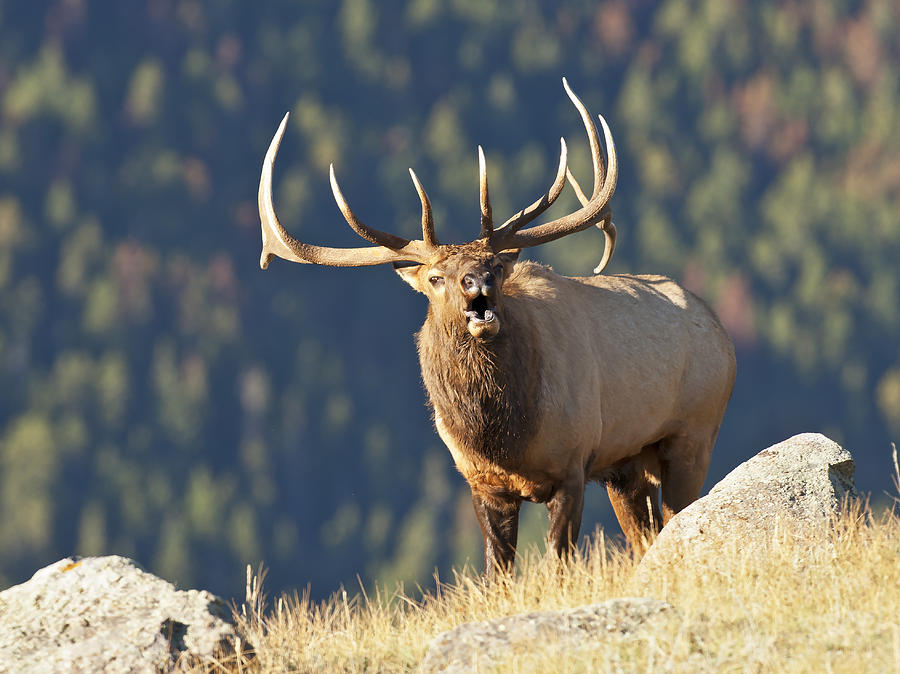 Monster Bull Elk Bugling Image Pictures Becuo