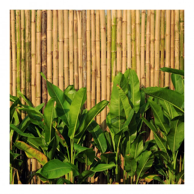 Details Over Non Woven Wallpaper Banana Bamboo Mural Square