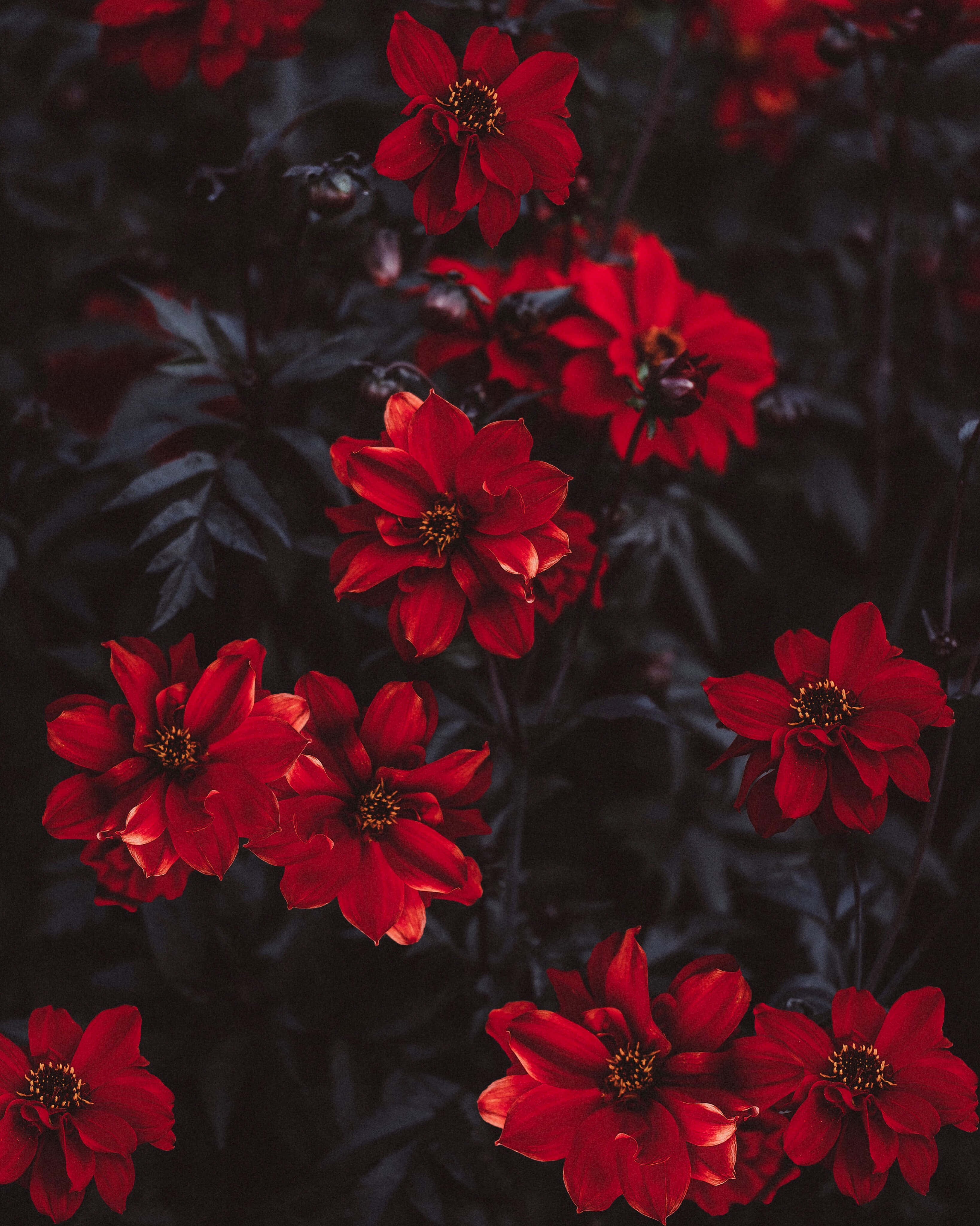 Red Flower Aesthetic Wallpaper