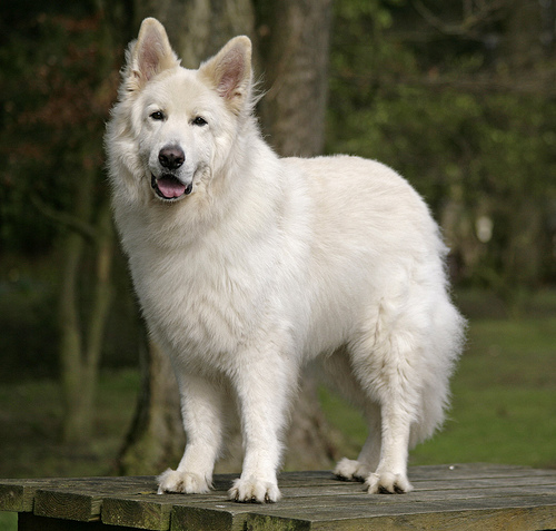 How Well Is Your White German Shepherd Groomed