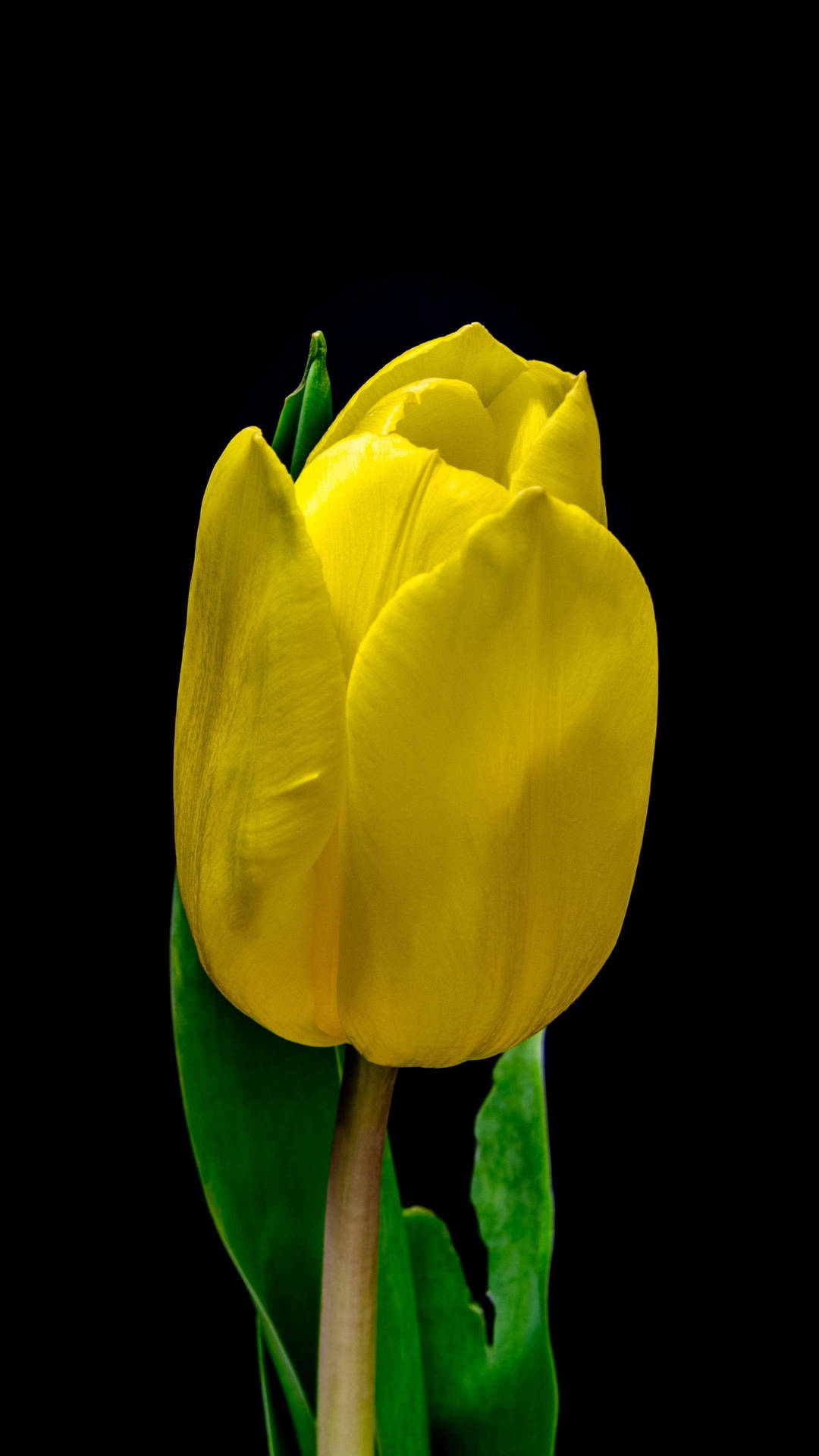 Flower Android Wallpaper