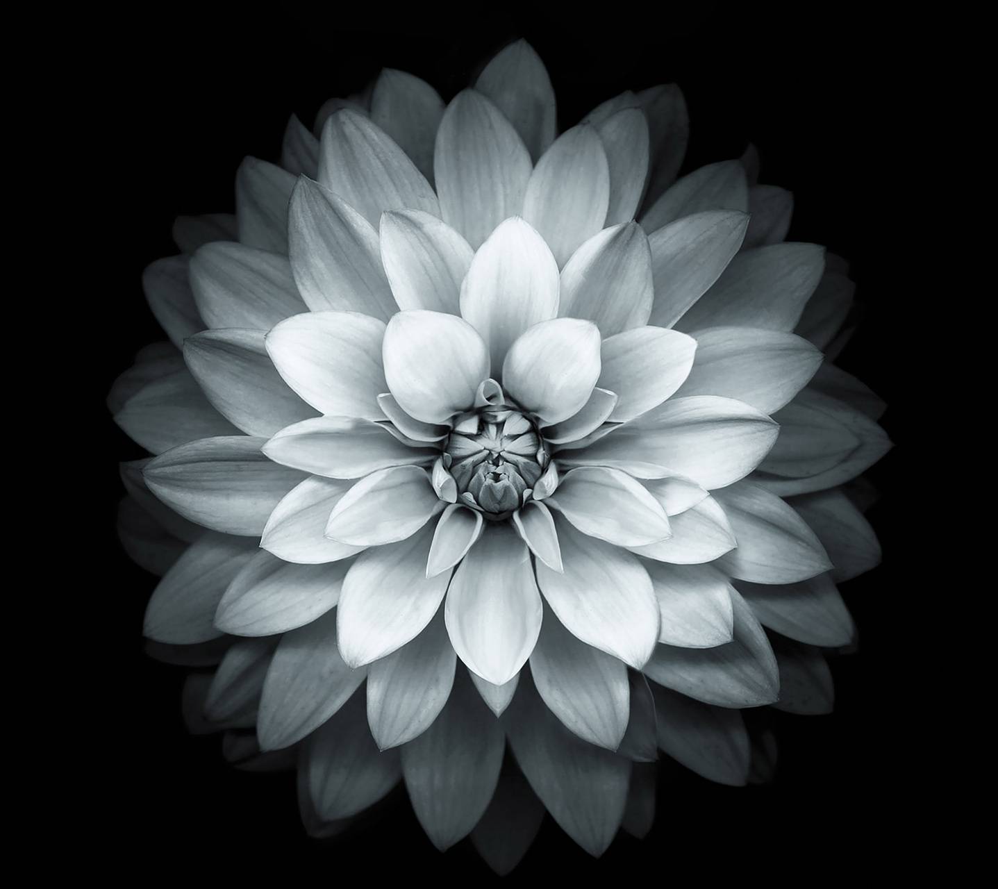 White Lotus Wallpaper