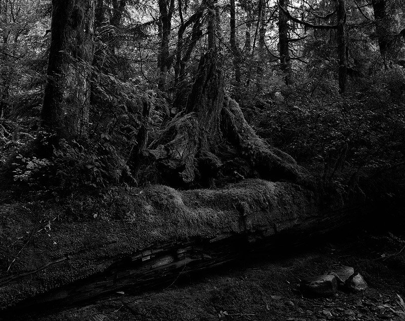 dark forest wallpaper dark forest wallpaper pictures 800x635