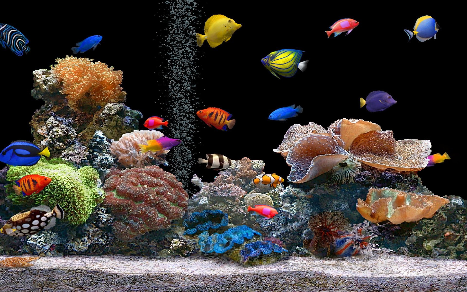 Nature Animals Aquarium Coral Saltwater Fish Wallpaper Background