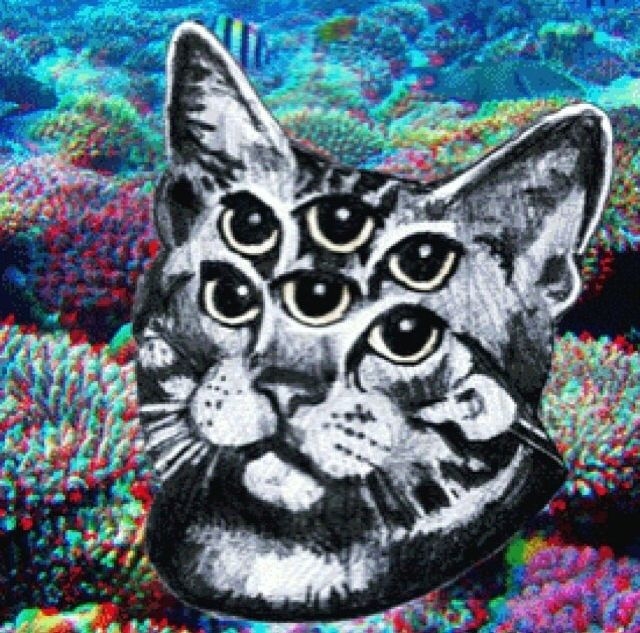 Trippy Cat Pictures Photos And Image For