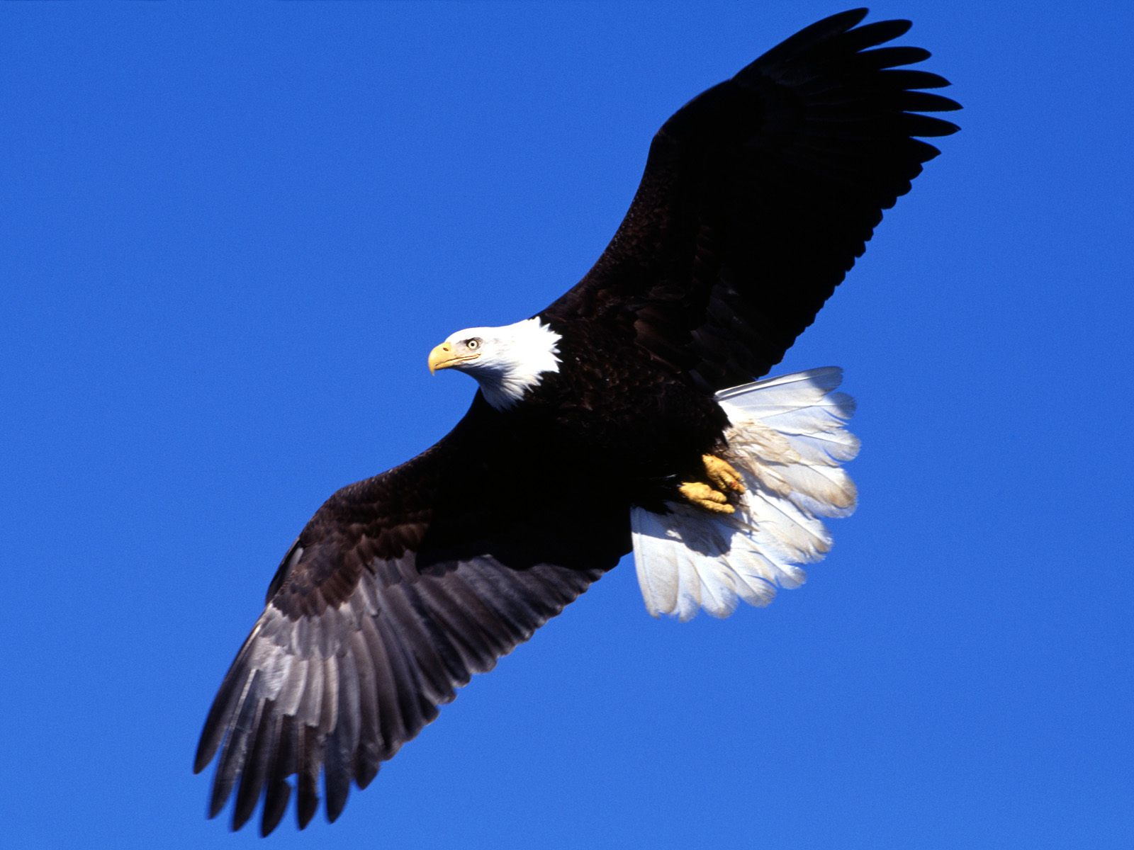 Flying Eagle Wallpaper 9438 Hd Wallpapers in Animals   Imagescicom