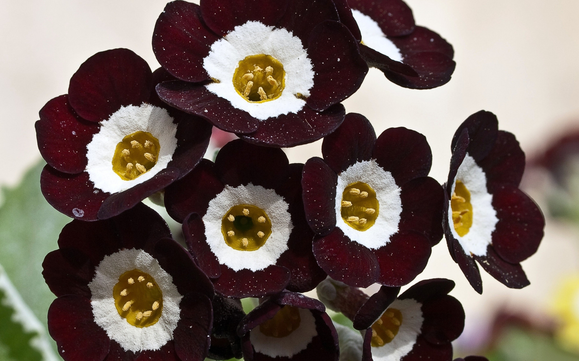 Burgundy Flowers Wallpaper