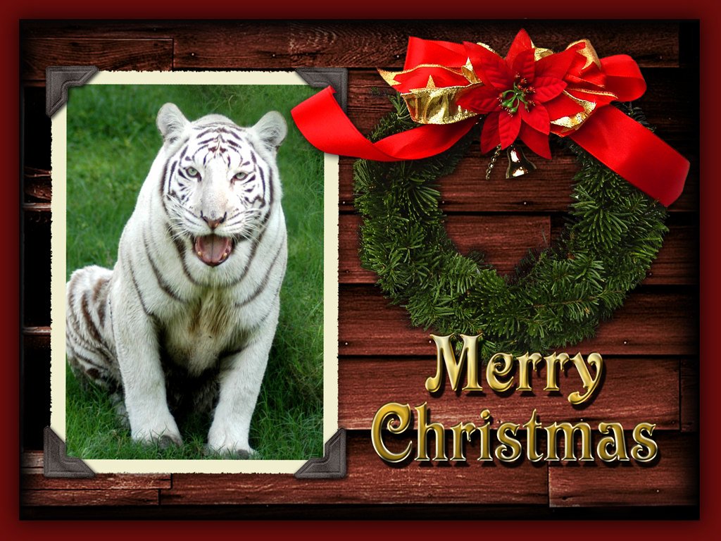 Christmas Wallpaper White Tiger 1   Chat Big Cats 1024x768