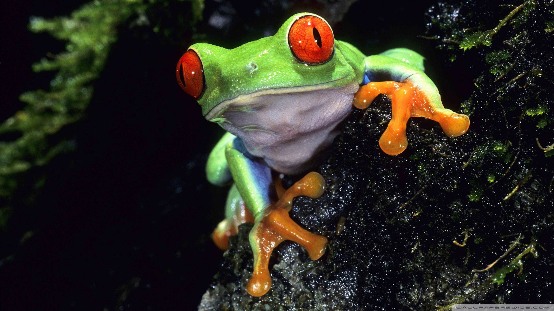 Download Red Eyed Tree Frog Wallpaper 1920x1080