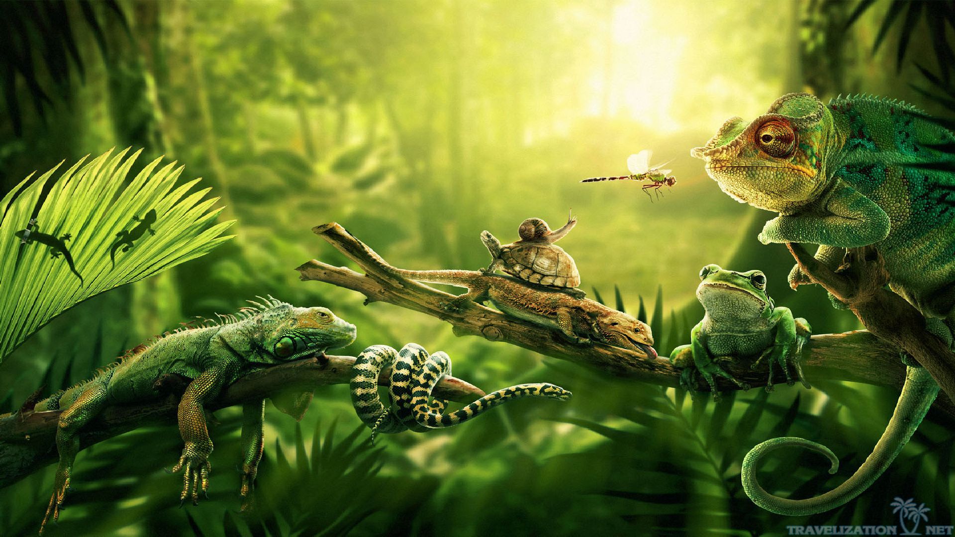 Amazon Rainforest HD Wallpaper Background Image