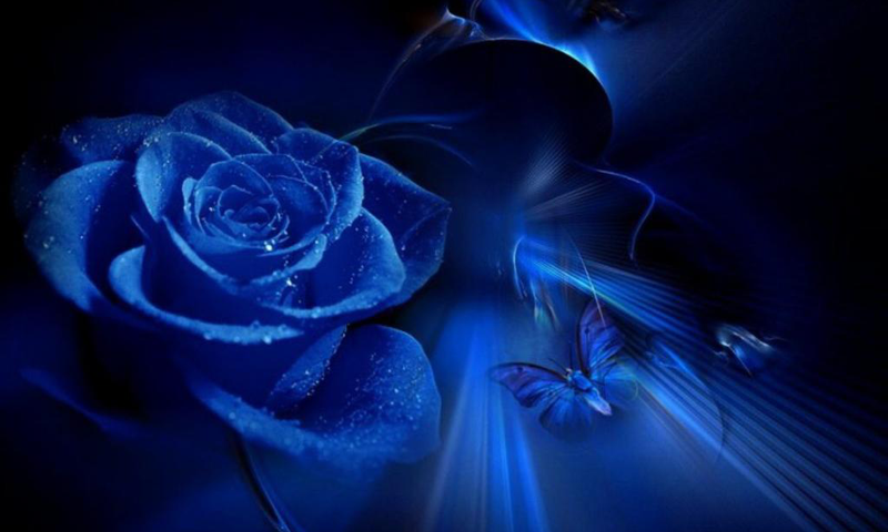 Blue Roses Wallpaper Android Apps On Google Play