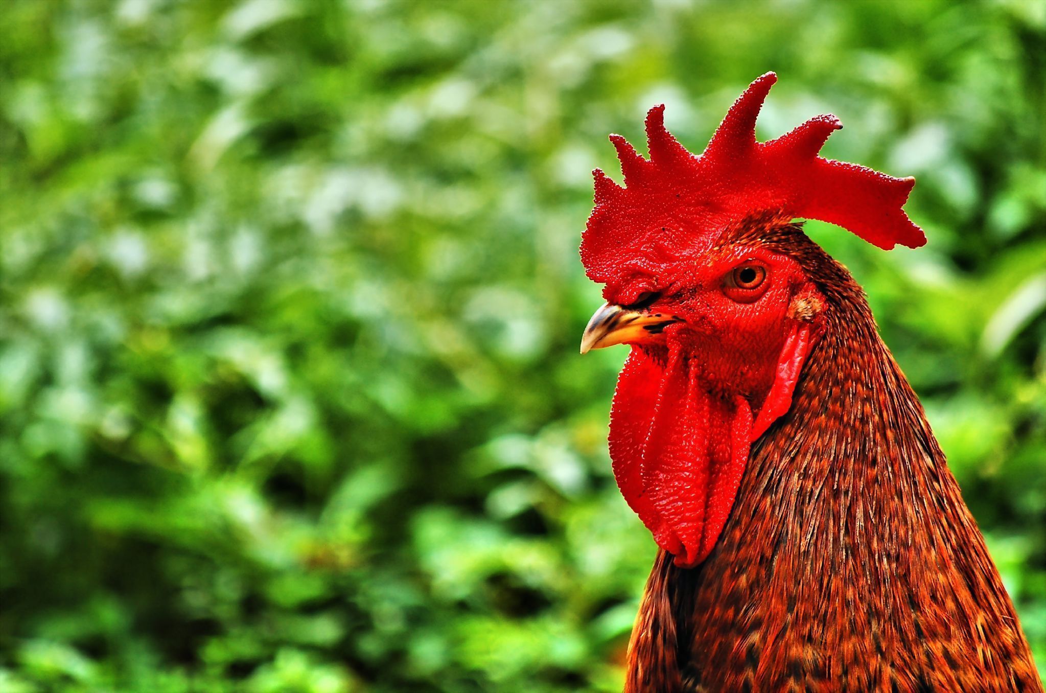 Chicken Wallpaper HD