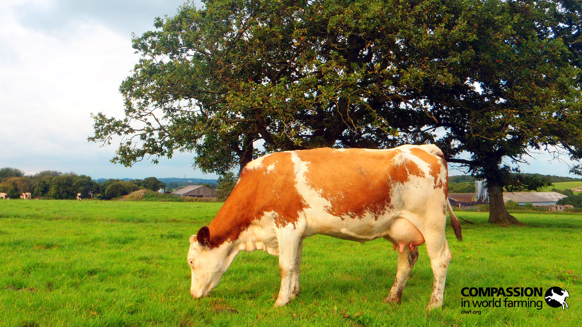 Farm Animals Wallpaper