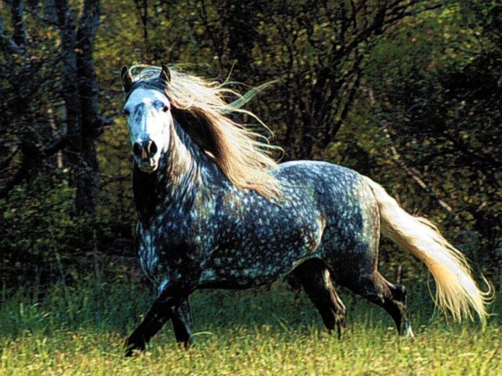 Appaloosa Horse  - The Majestic Beauty of the Top 25 Most Beautiful Horses on Planet Earth - Horse Gallop Paddock Galloping Running