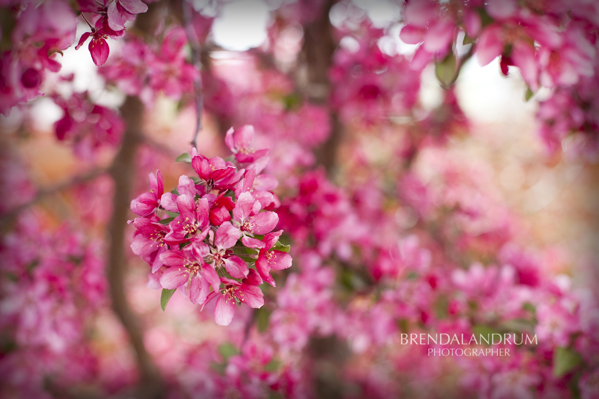 Bright Pink Blooming Tree Wallpaper for Desktop created by Brenda 1920x1280