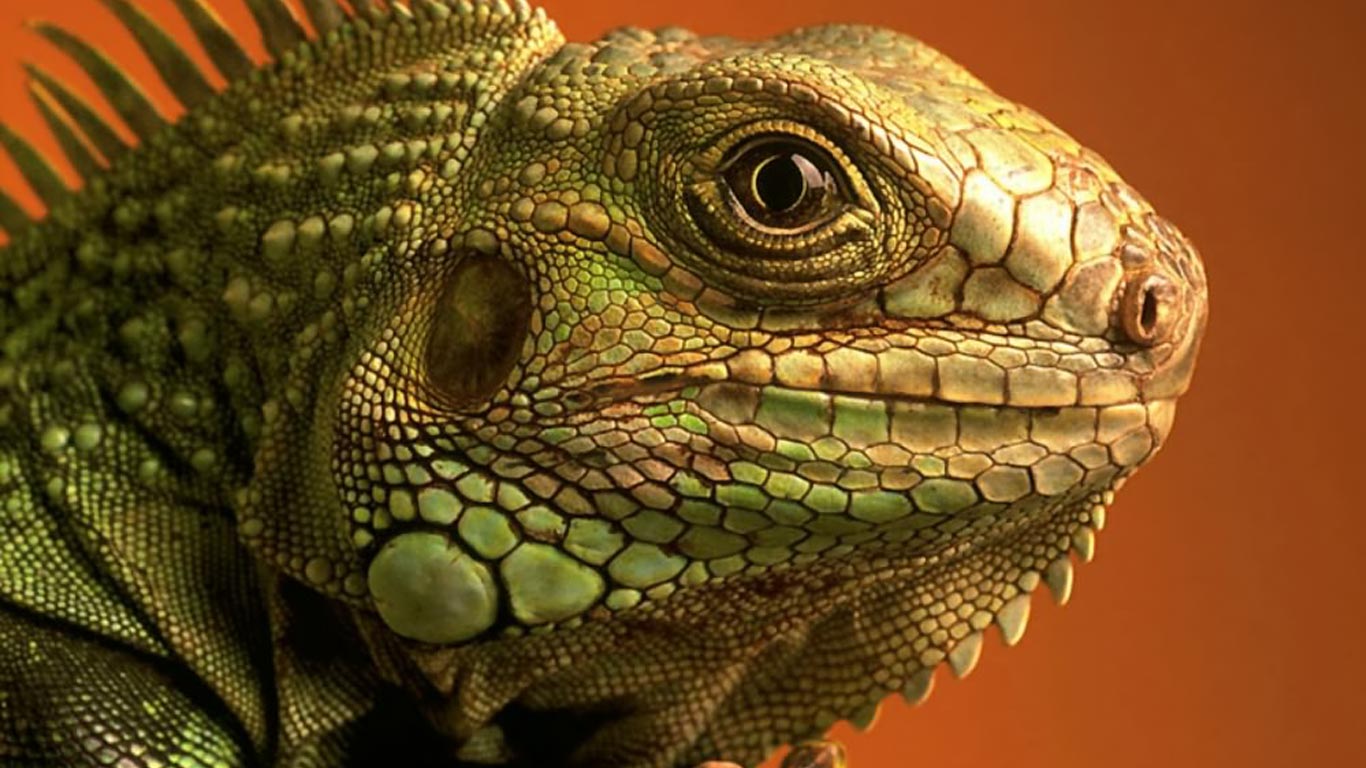 Lizard HD Wallpaper