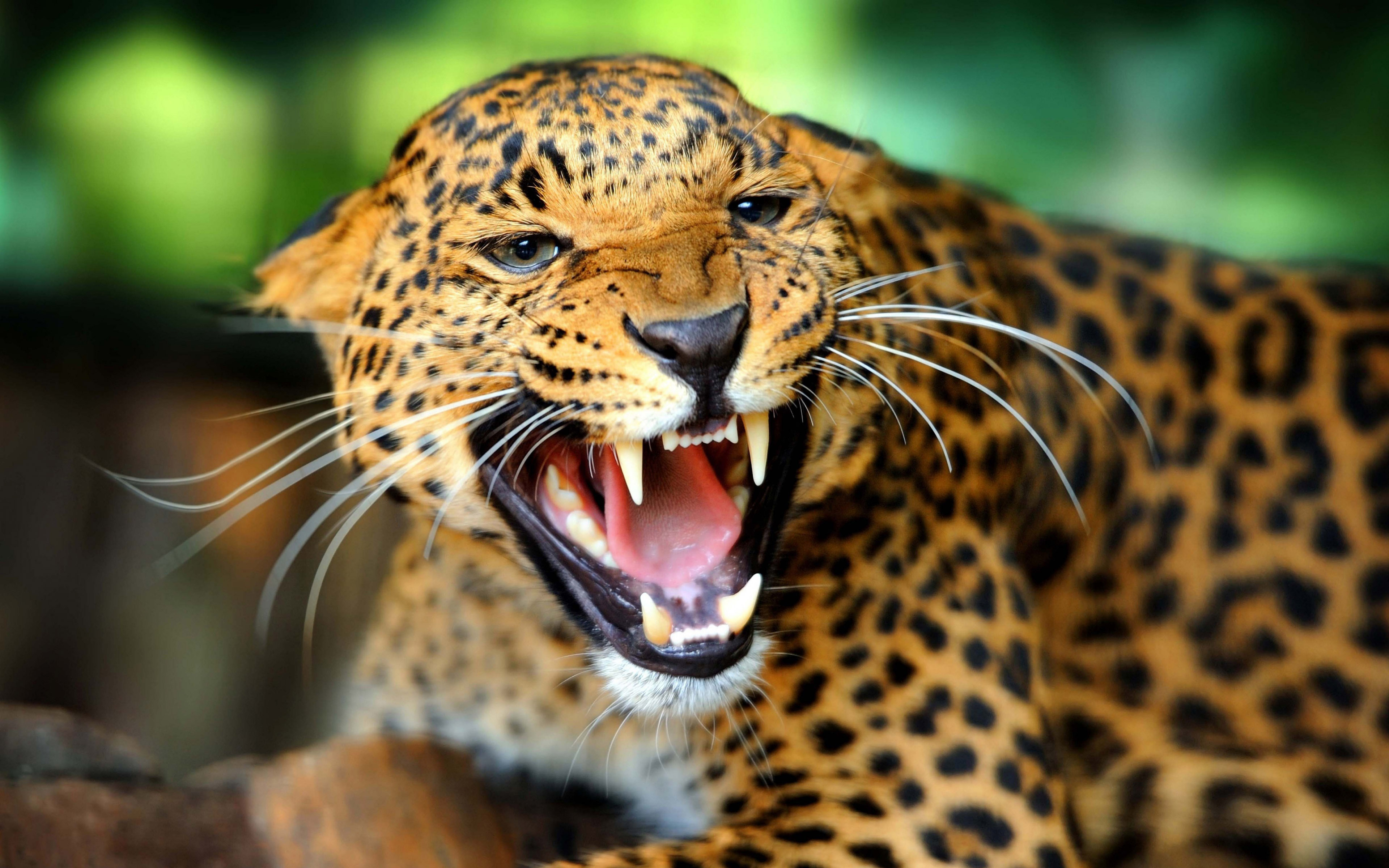Leopard Wild Animal HD Wallpaper Search More Animals