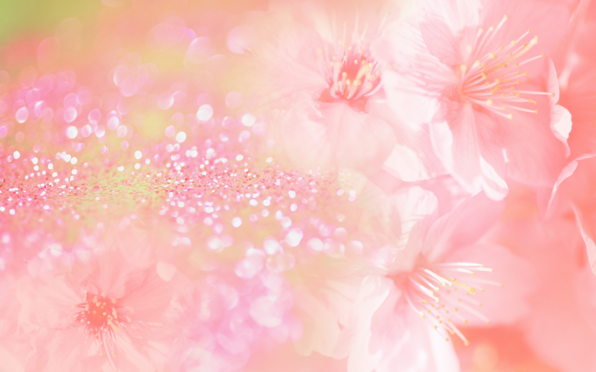 Flowers Pink Wallpaper Widescreen