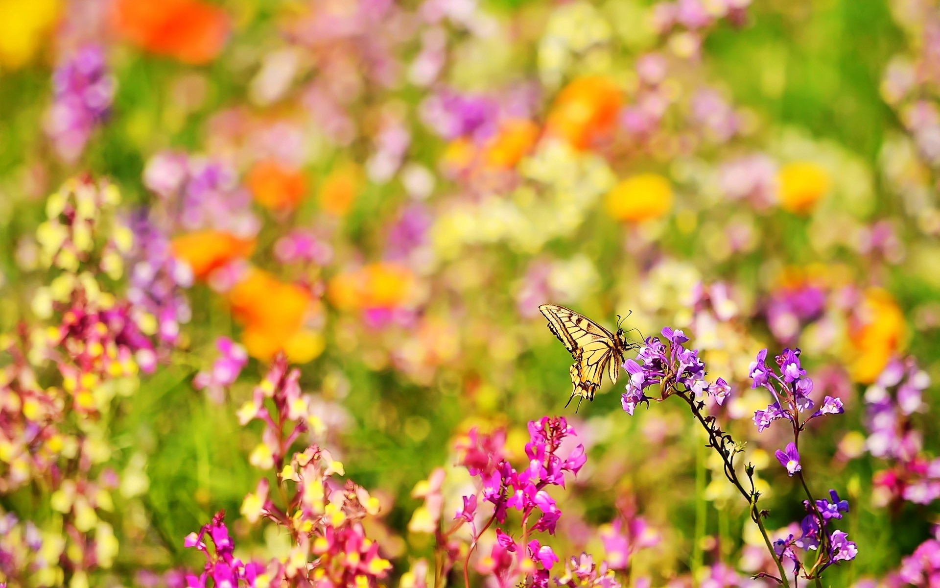 Butterfly And Colorful Flowers   Wallpaper 39510