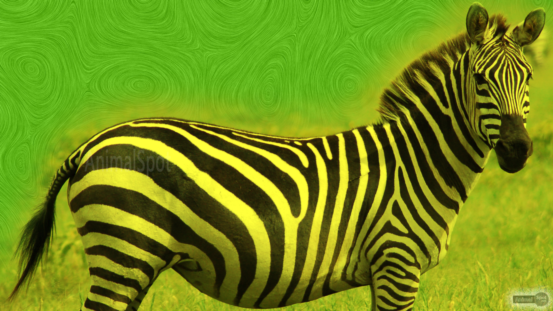 Zebra Wallpaper Desktop Print