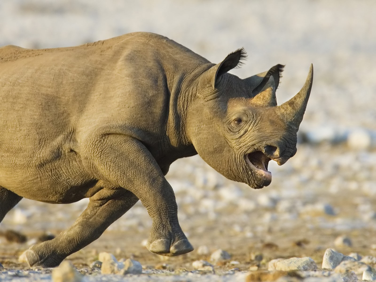 All Desktop S Wallpaper Animals Rhino Attack