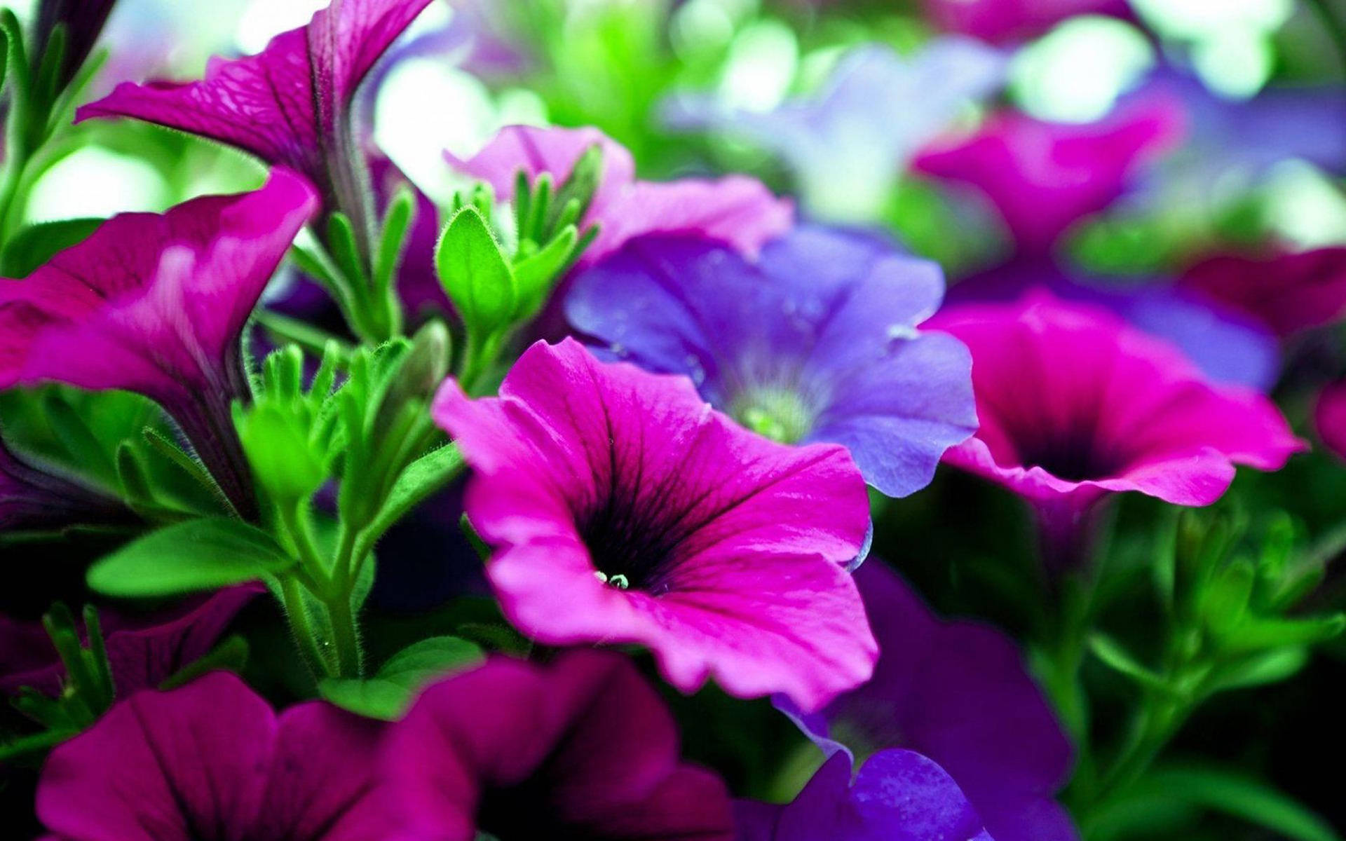 Purple Flower Desktop Wallpaper