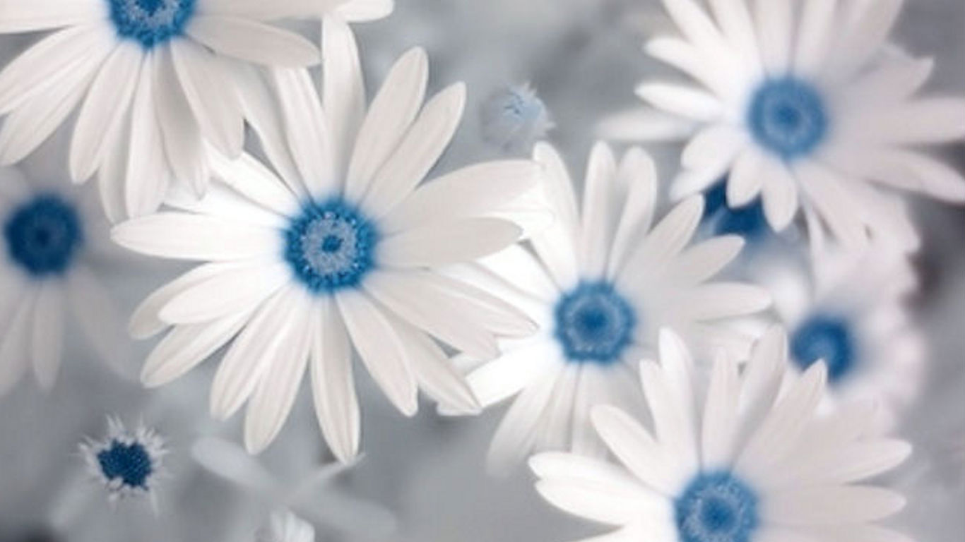 Blue and White Flowers Wallpaper Wallpapers Magz 1366x768