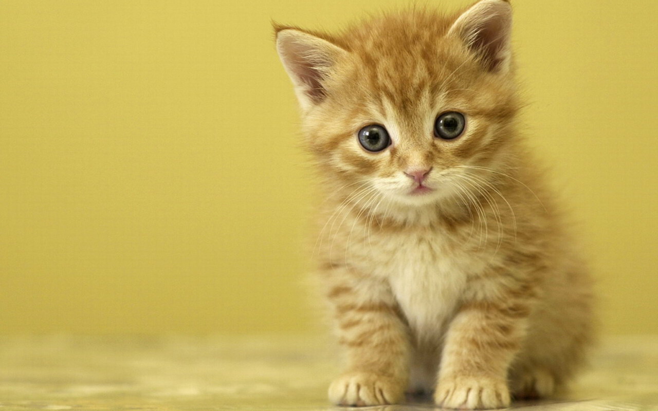 Kittens images Cute Kitten HD wallpaper and background