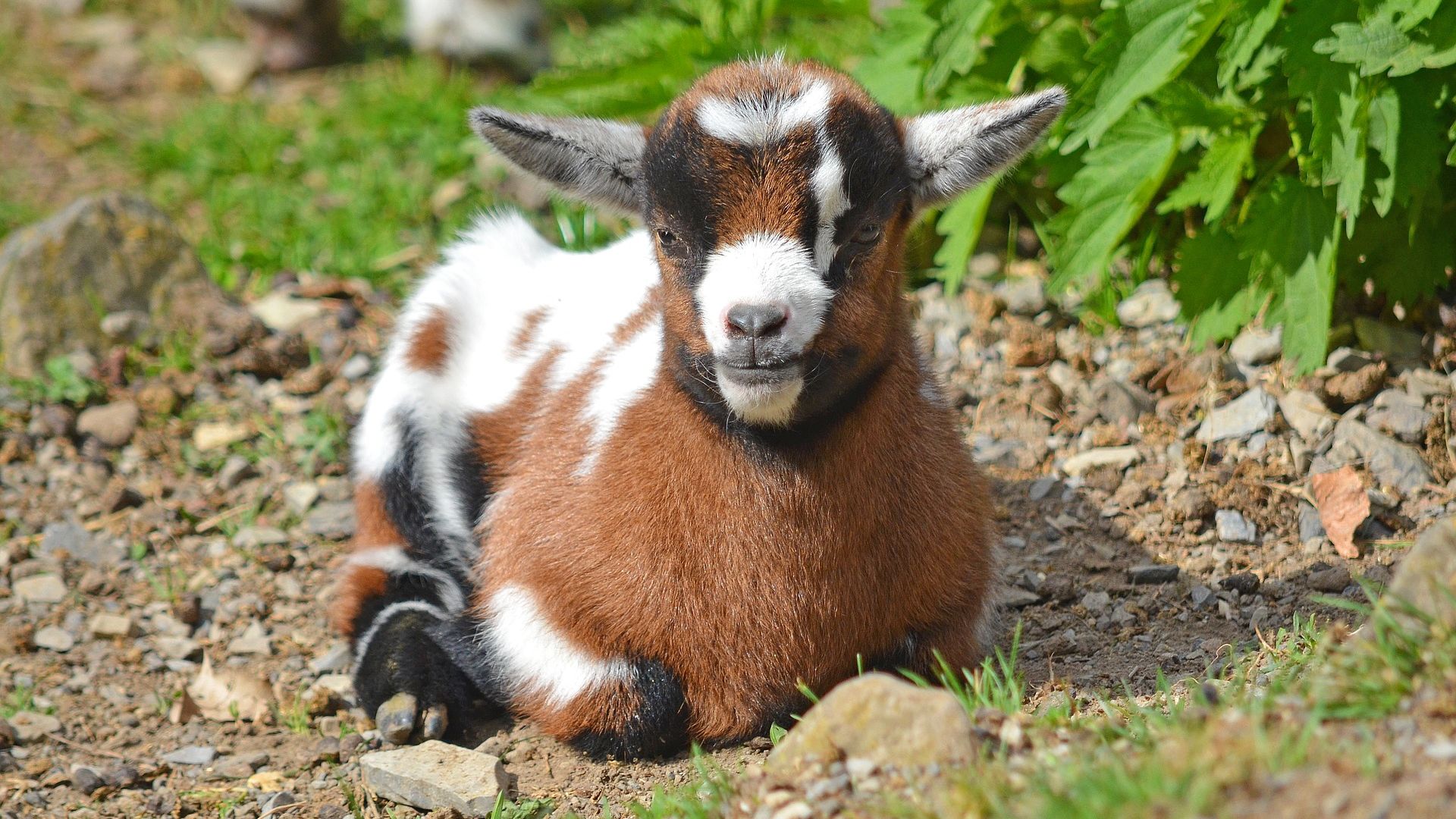 Desktop Wallpaper Baby Goat Domestic Animal Sitting HD