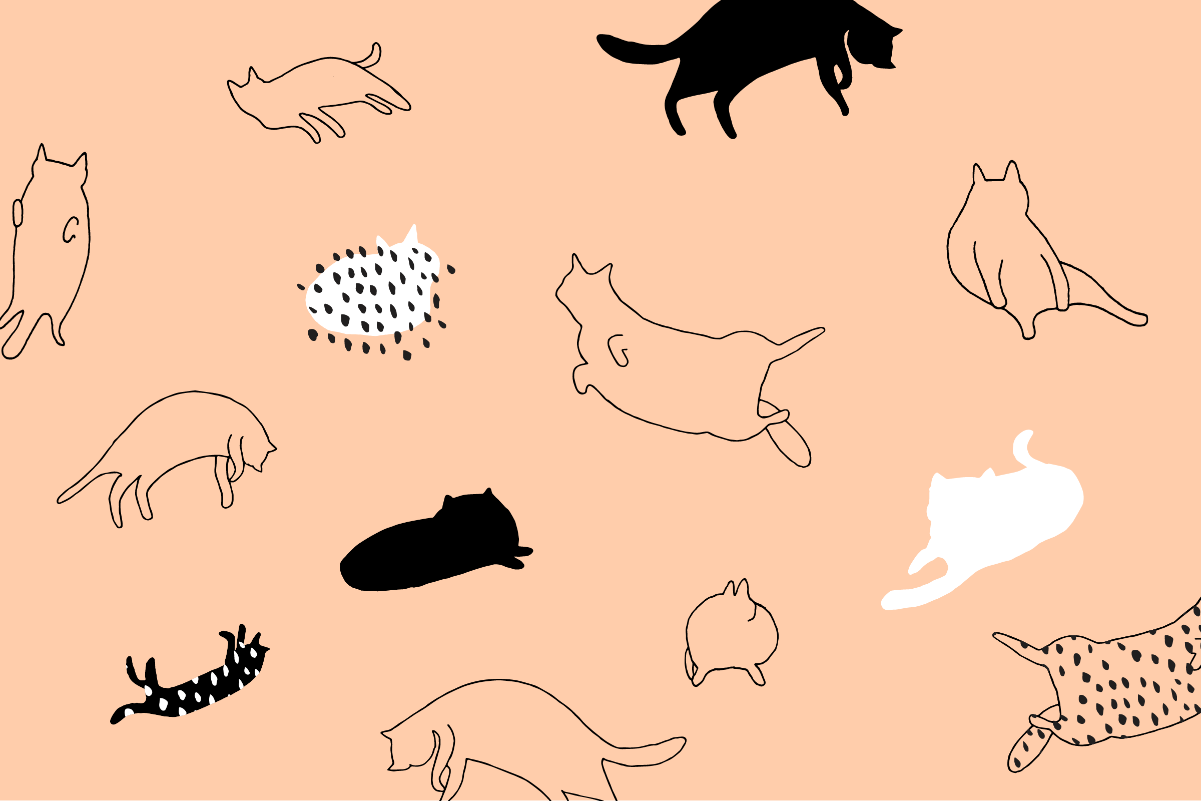 Cartoon Cat Wallpaper Desktop Cats