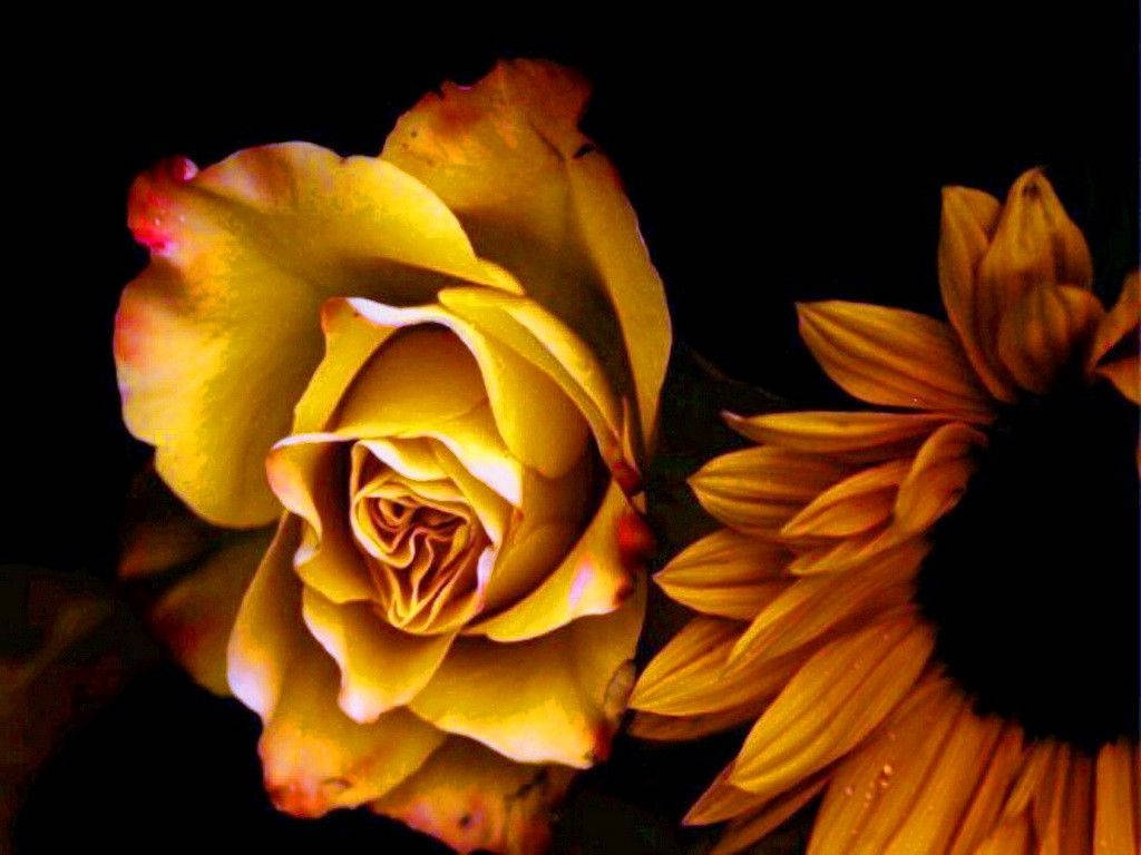 Sunflower And Roses Wallpaper