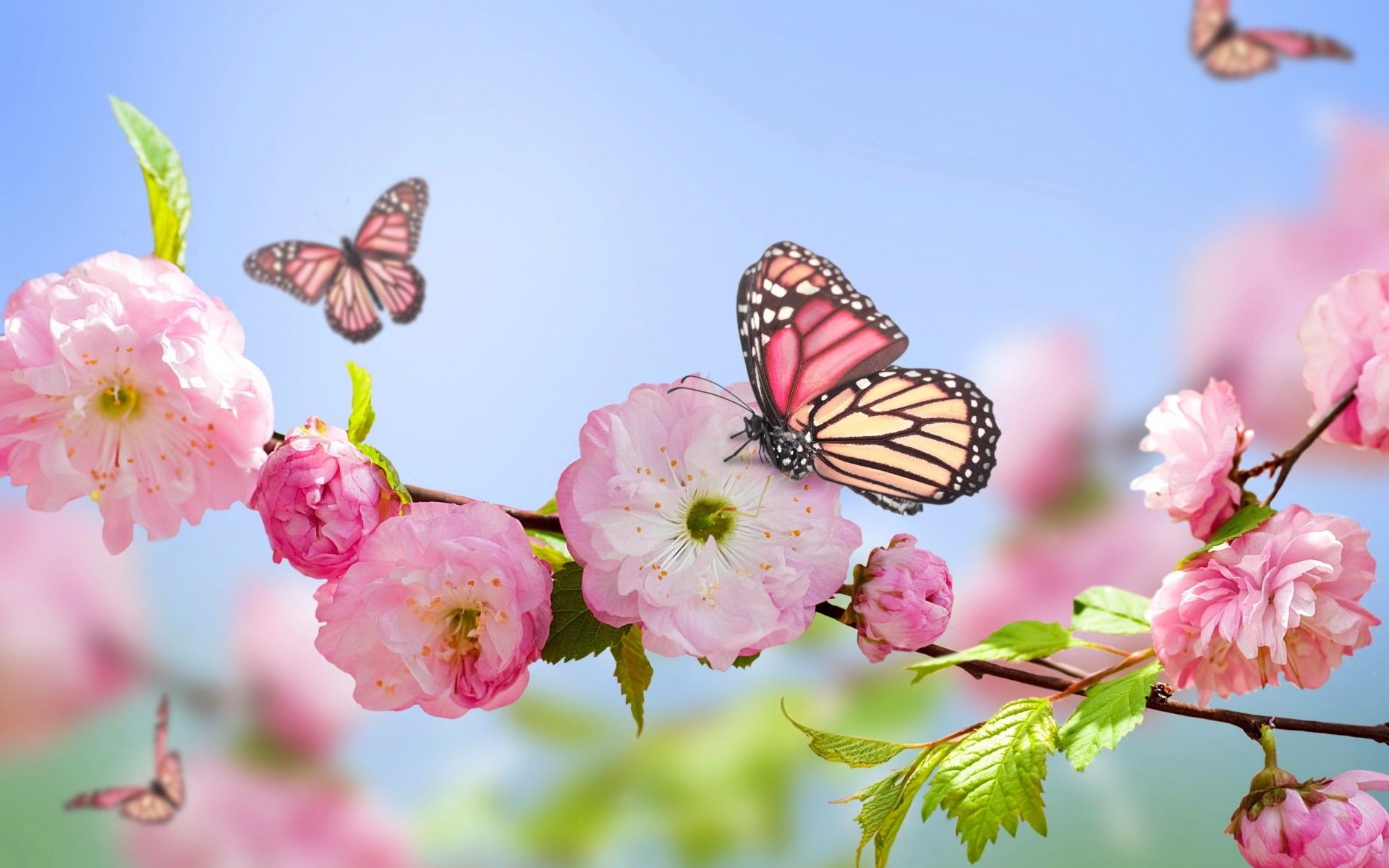 Spring Flowers Wallpaper Top Background