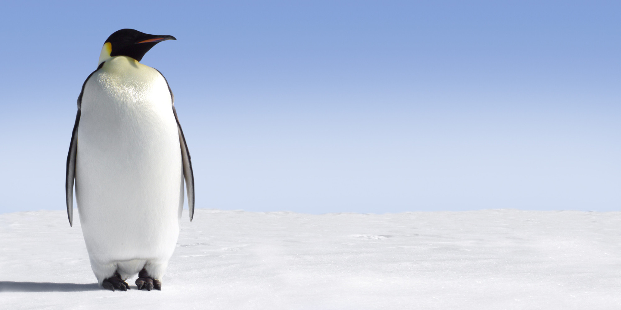 Penguin Photography download best photo at