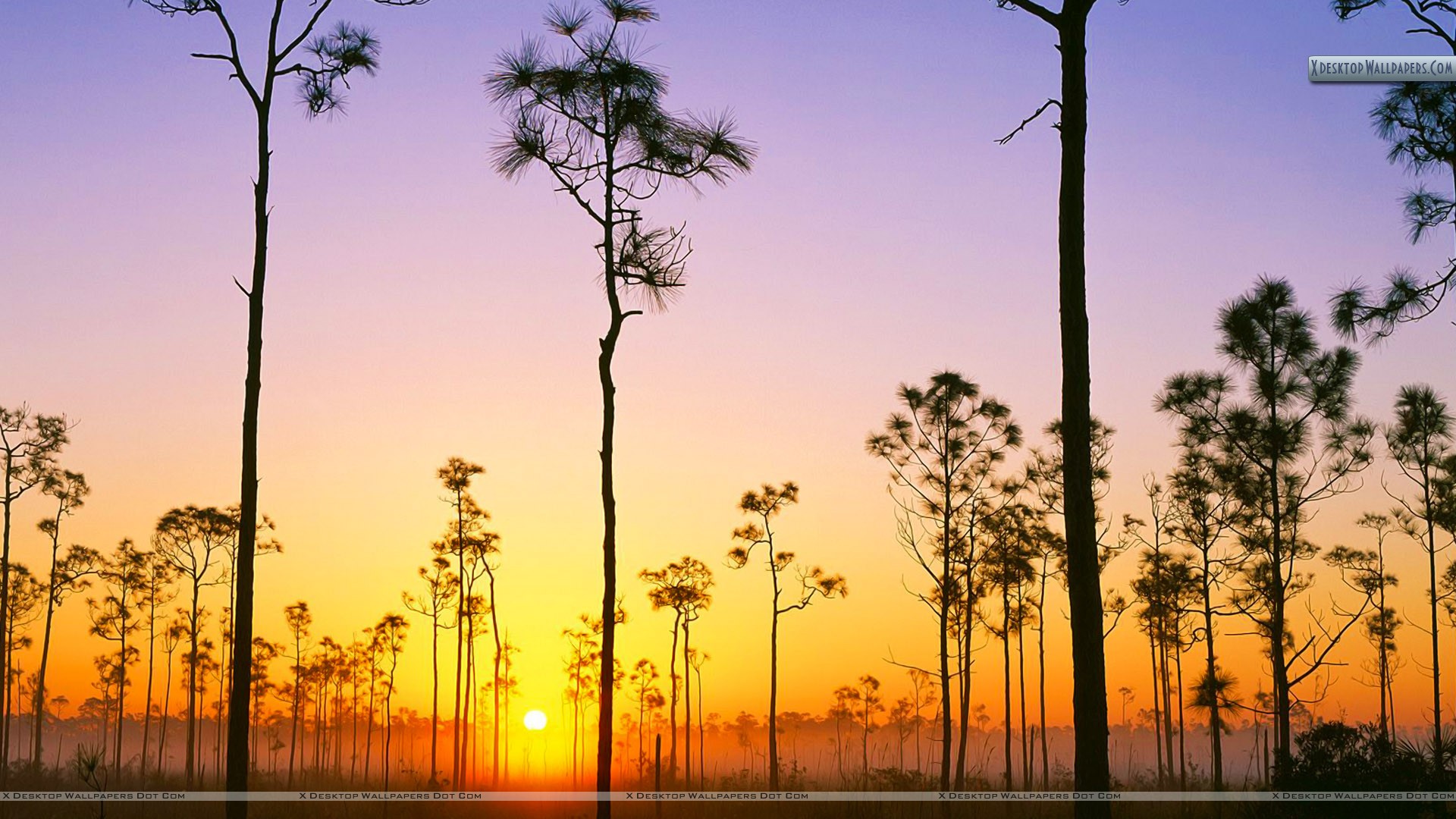 Silhouetted Pines At Sunrise Everglades National Park Florida