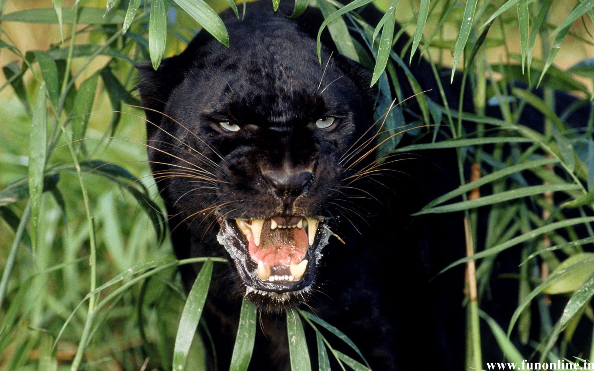 Panther Wallpaper Black Panthers HD