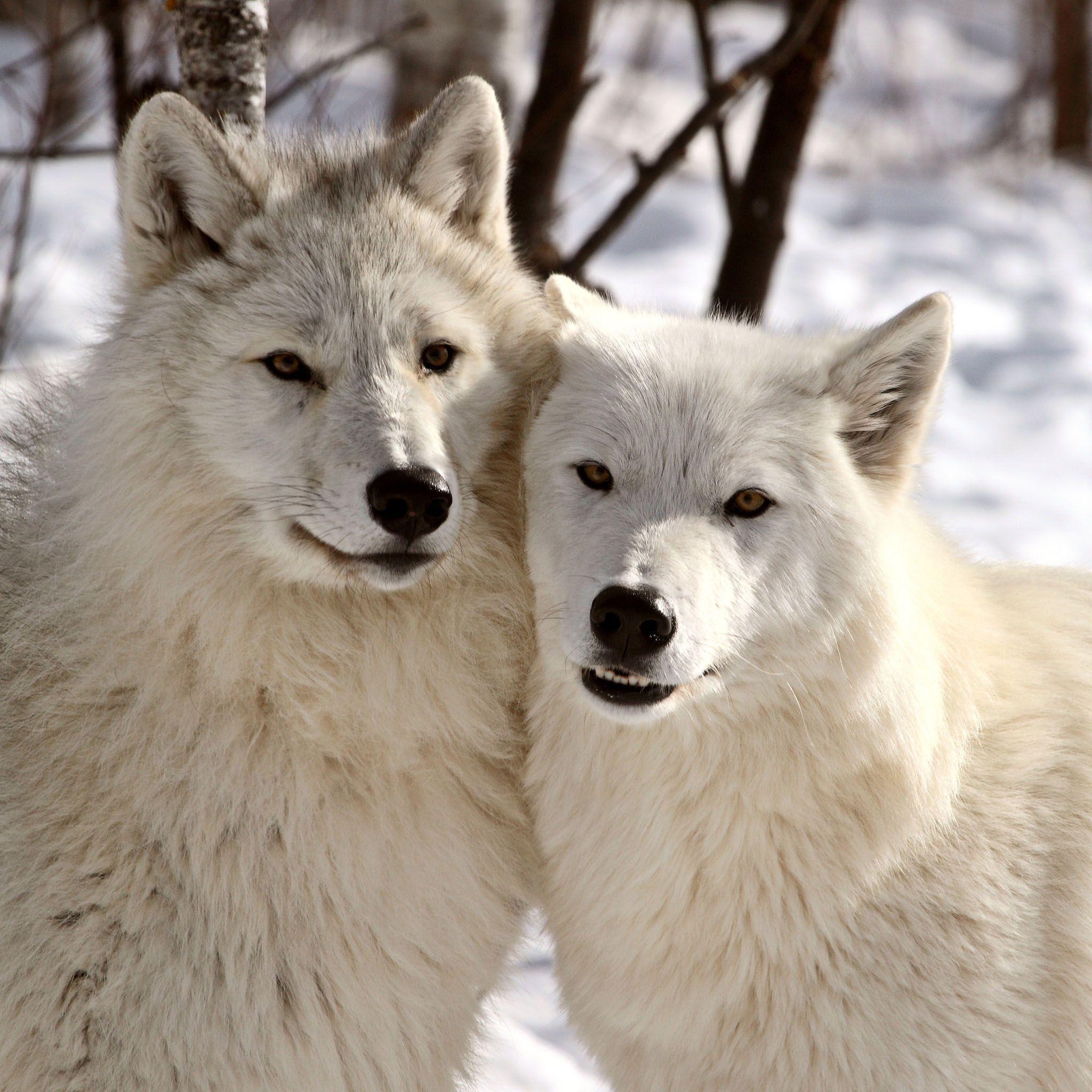 Arctic Wolf Wallpaper