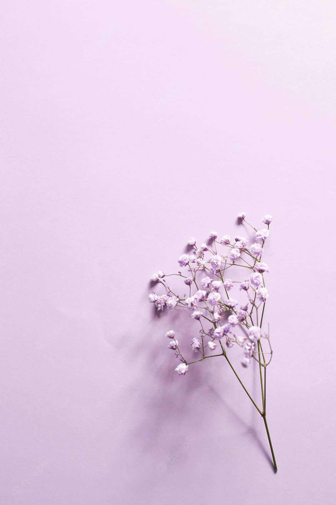 Lilac Color Background Wallpaper