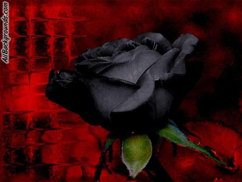 Black Roses Background Myspace