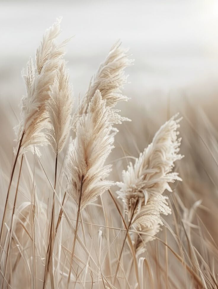 Wall Art Pampas Grass By The Sea Melanie Viola Wallpaper