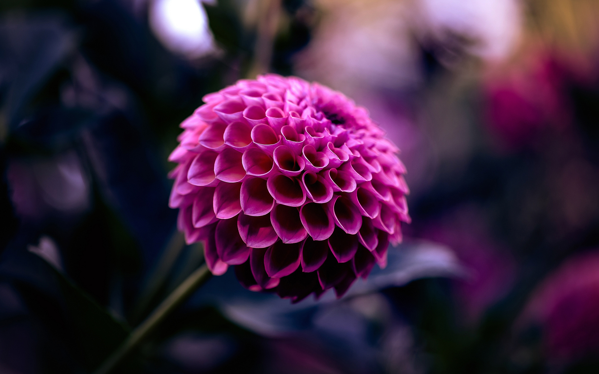 Purple Dahlia Flower Hd Wallpaper