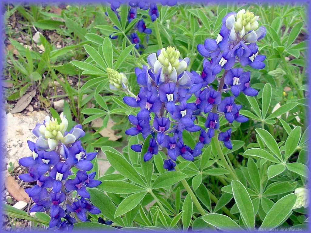 Texas Bluebon Flowers Desktop Wallpaper Background Vector