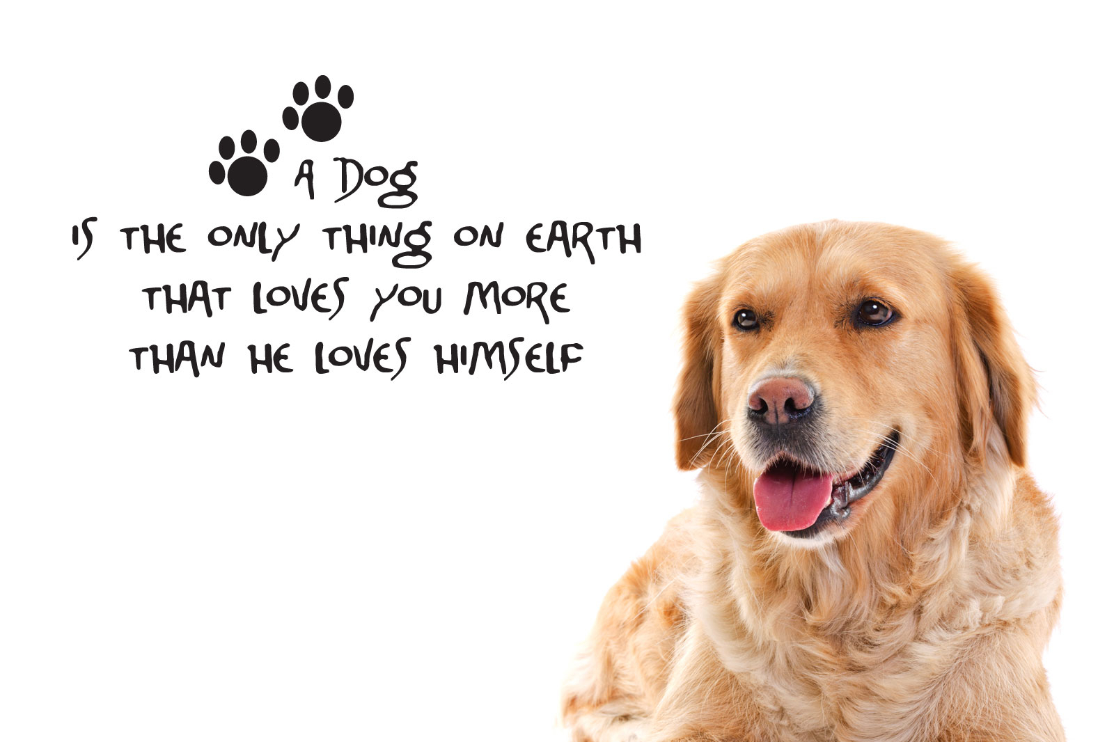 Inspiring Animals Background In High Quality Dog Quotesbrook