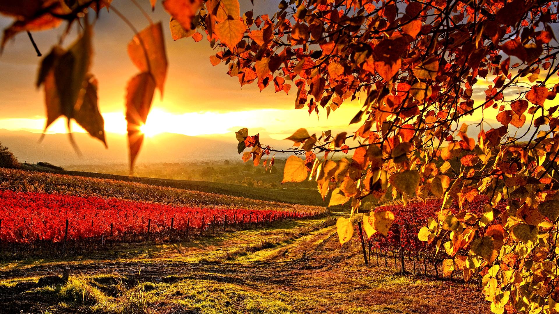 Beautiful Vineyard Autumn Wallpaper Full HD Wallpaper with 1920x1080