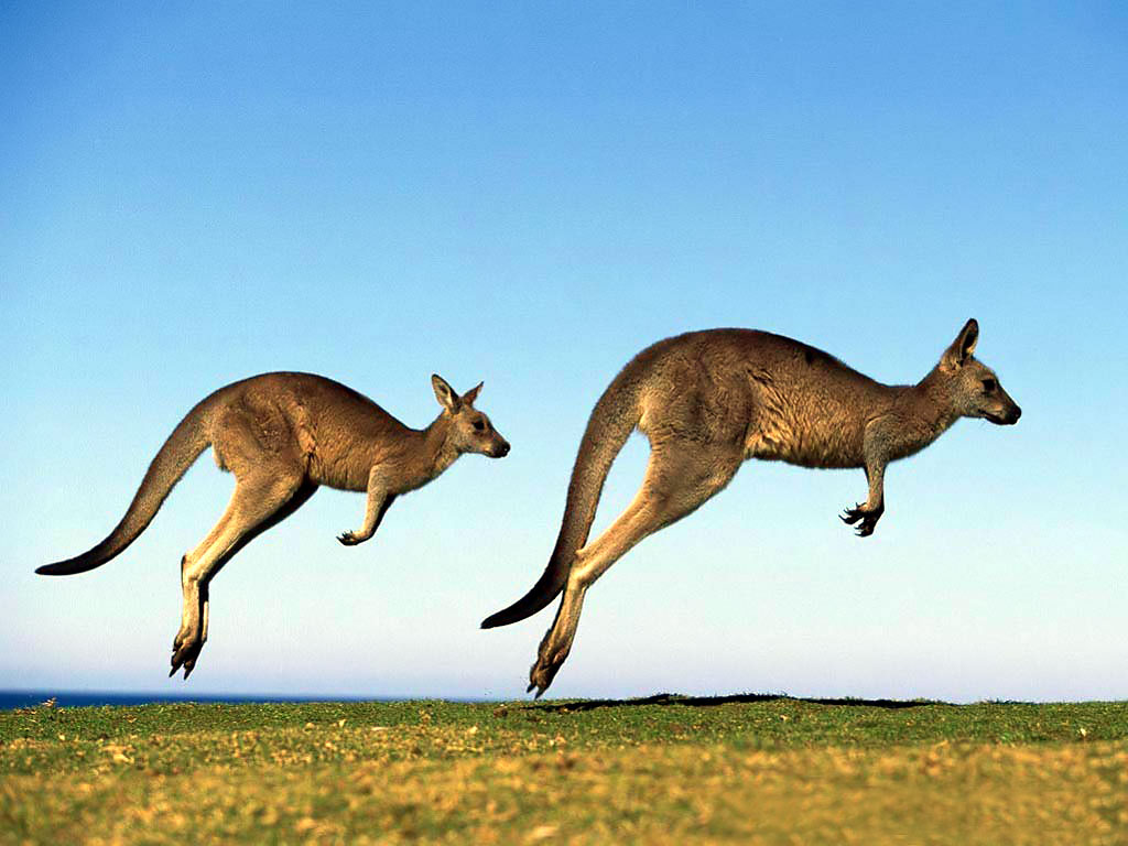 Kangaroo Hd Wallpaper Background Image