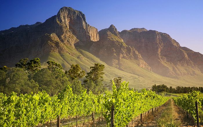 And South Africa Picture Vineyard In Franschhoek